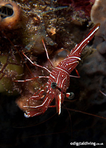 Durban Hinge-Beak Shrimp taken with D200 and 60mm lens +2... by David Henshaw 